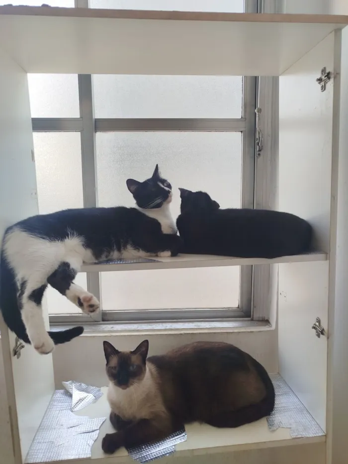 Gato raça SRD-ViraLata idade 3 anos nome Malhado 