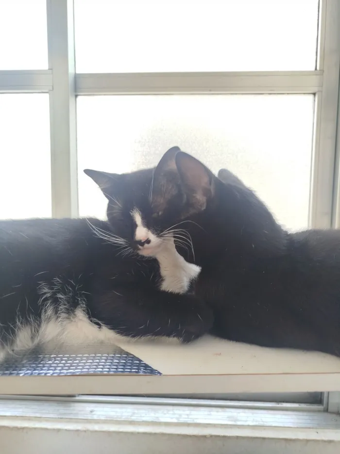 Gato raça SRD-ViraLata idade 2 anos nome Malhado 