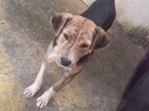 Cachorro raça SRD-ViraLata idade 7 a 11 meses nome Pingo