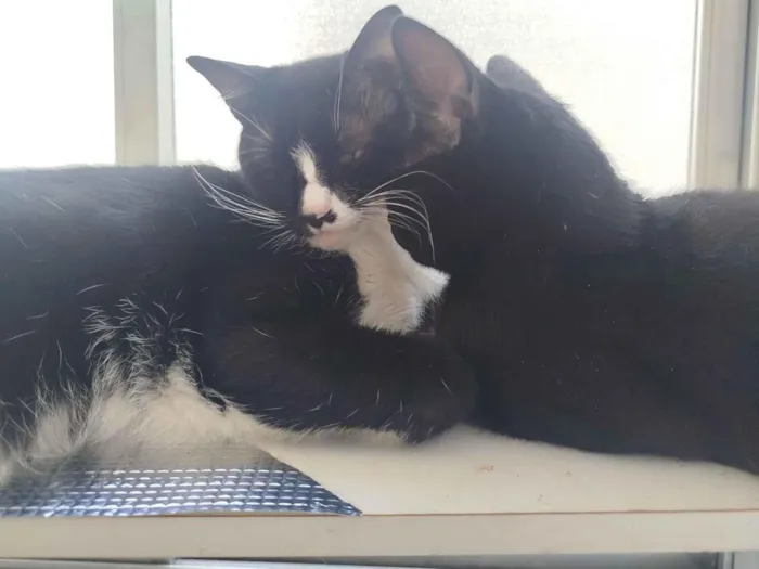 Gato raça SRD-ViraLata idade 2 anos nome Malhado 