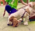 Cachorro raça Basset-Cofap idade 2 a 6 meses nome Pão 