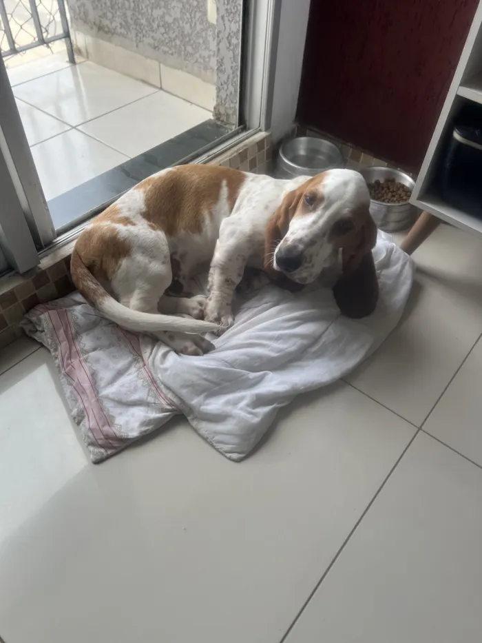 Cachorro raça Basset-Cofap idade 2 a 6 meses nome Pão 