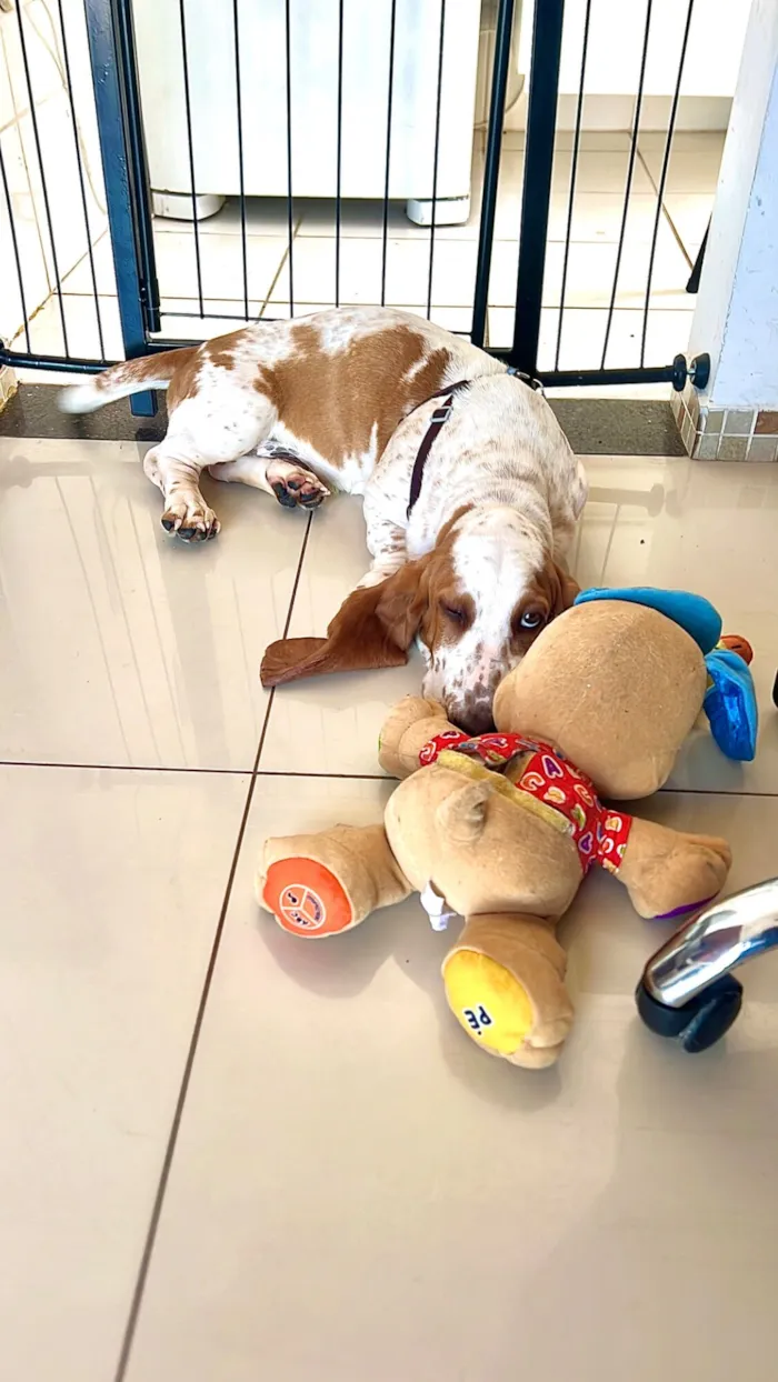 Cachorro raça Basset-Cofap idade 2 a 6 meses nome Pão 