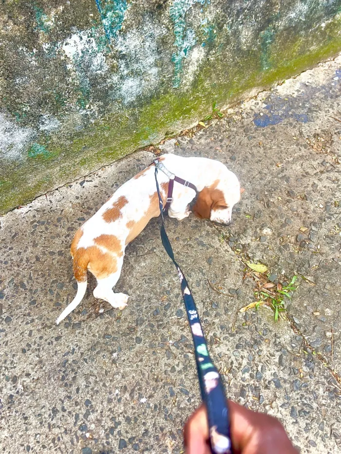 Cachorro raça Basset-Cofap idade 2 a 6 meses nome Pão 