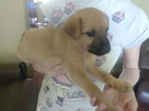 Cachorro raça SRD-ViraLata idade Abaixo de 2 meses nome Filhote 