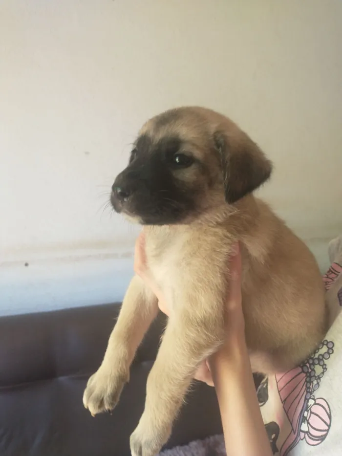 Cachorro raça SRD-ViraLata idade Abaixo de 2 meses nome Filhote 