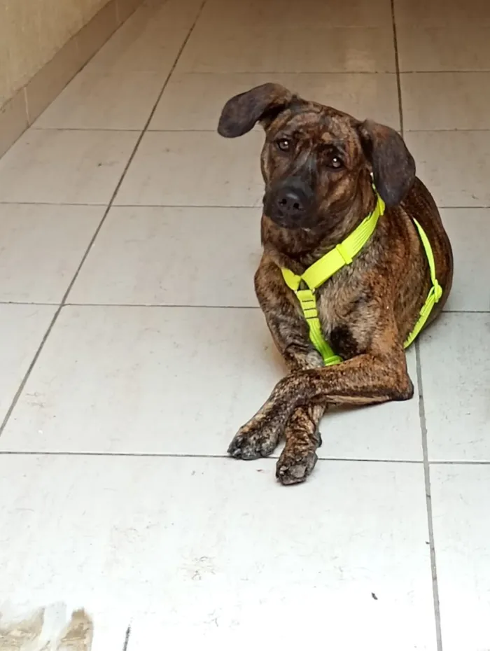 Cachorro raça SRD-ViraLata idade 1 ano nome Ursa