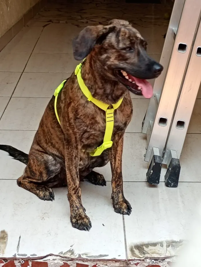 Cachorro raça SRD-ViraLata idade 1 ano nome Ursa