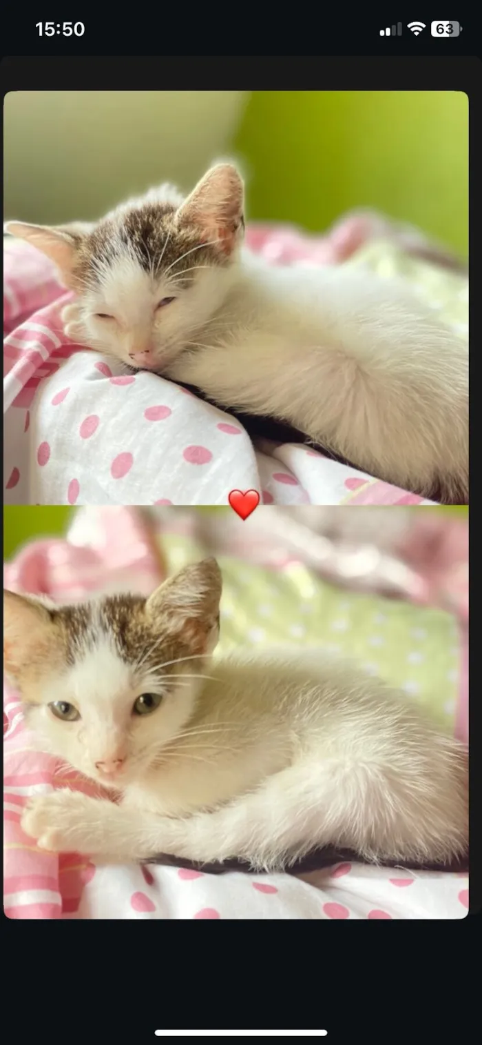 Gato raça SRD-ViraLata idade Abaixo de 2 meses nome Pingo 