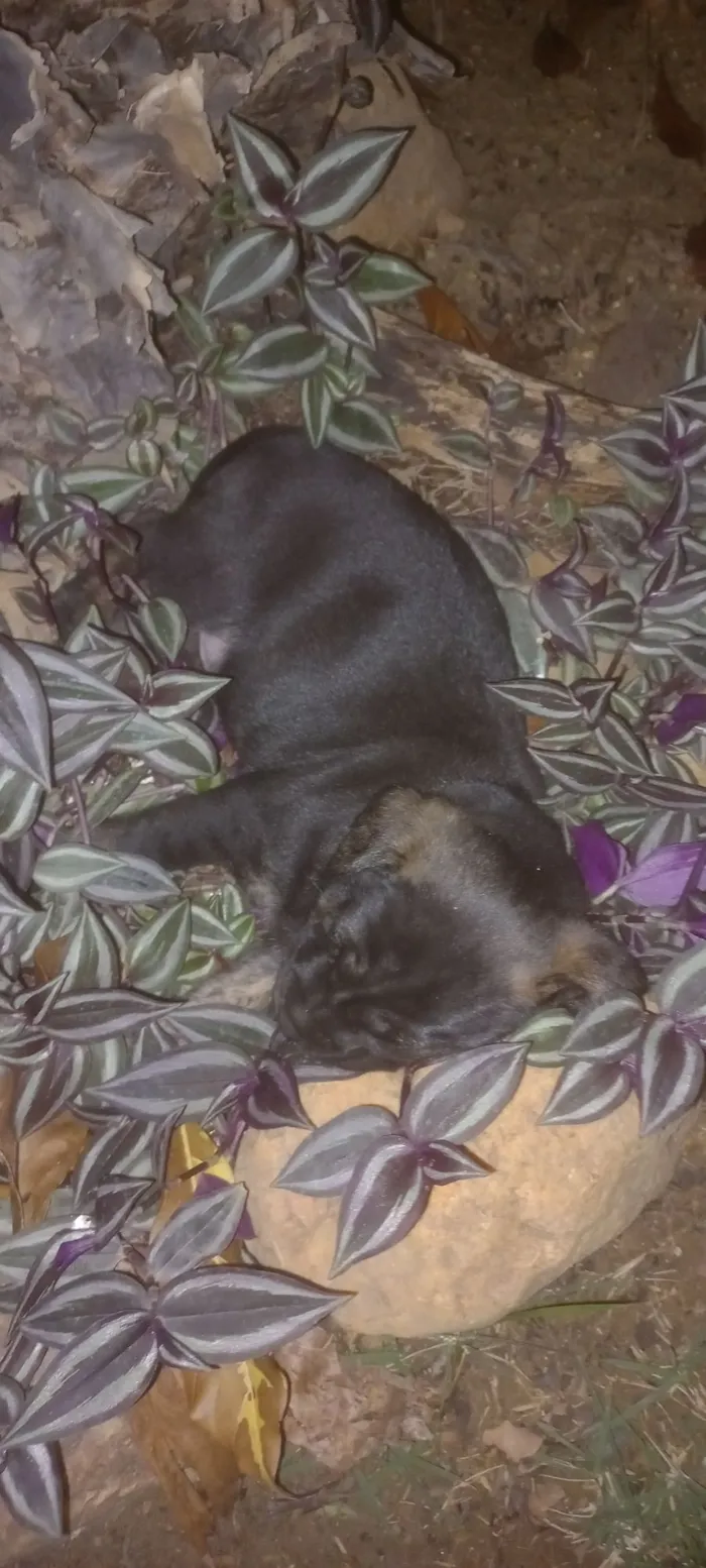 Cachorro raça SRD-ViraLata idade 2 a 6 meses nome Gute