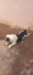 Cachorro raça SRD-ViraLata idade 3 anos nome Layla