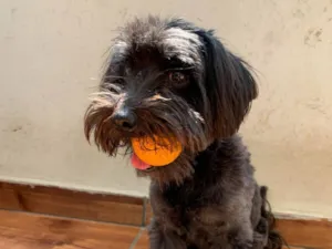 Cachorro raça Poodle idade 6 ou mais anos nome Eduardo