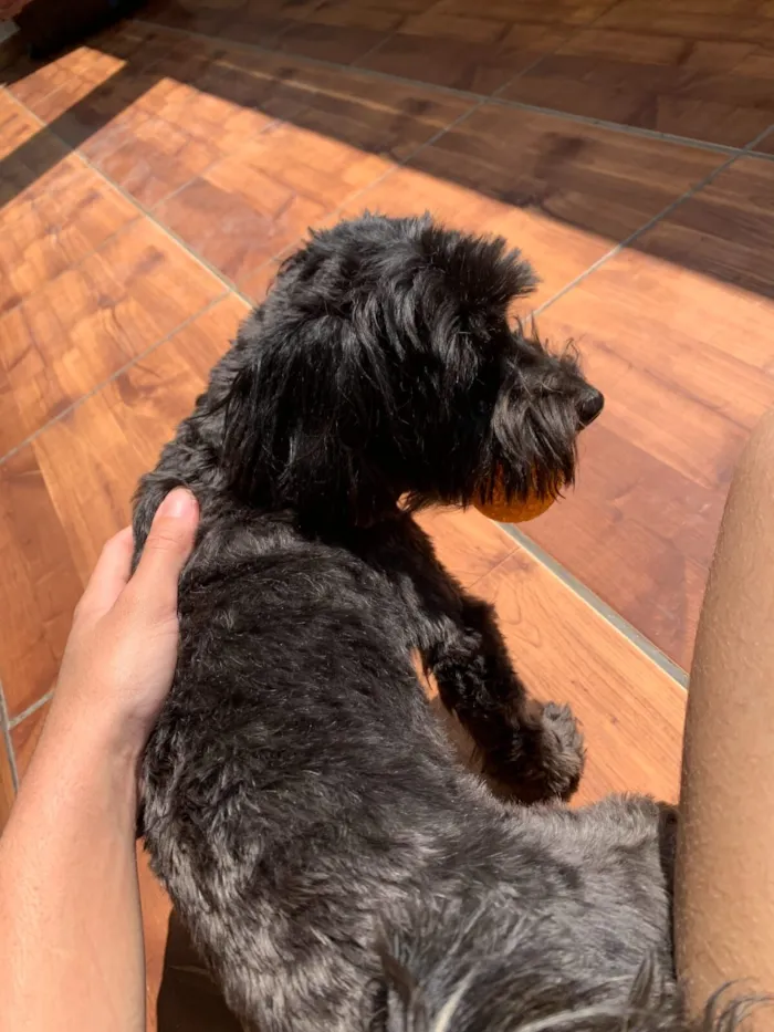 Cachorro raça Poodle idade 6 ou mais anos nome Eduardo