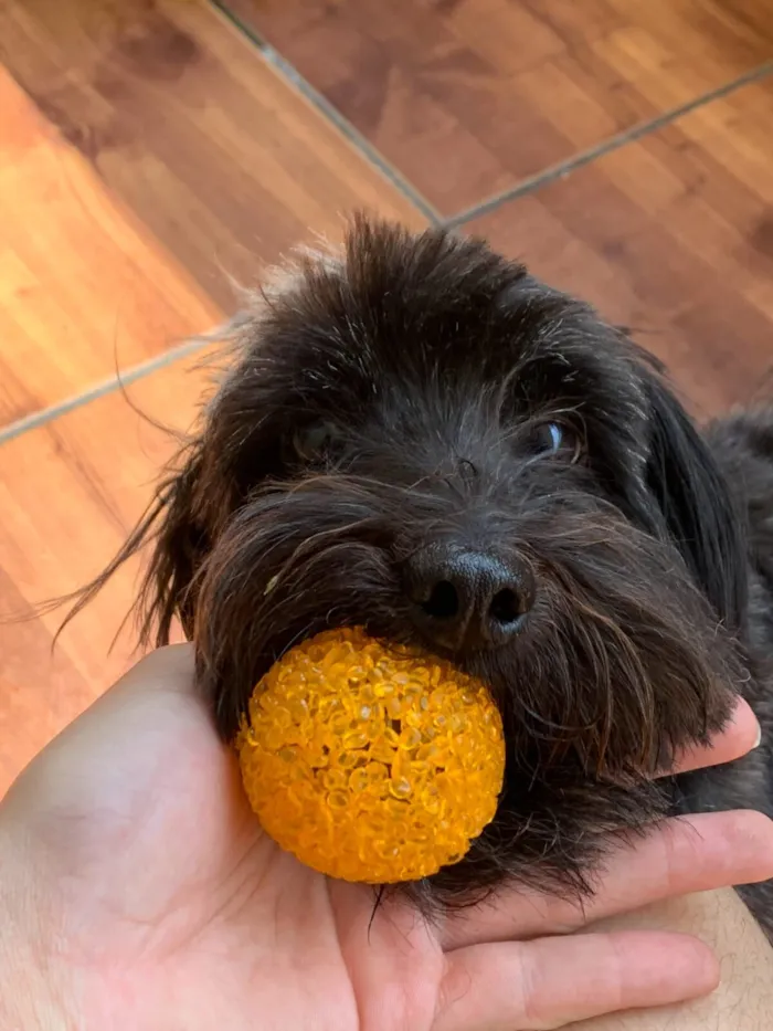 Cachorro raça Poodle idade 6 ou mais anos nome Eduardo