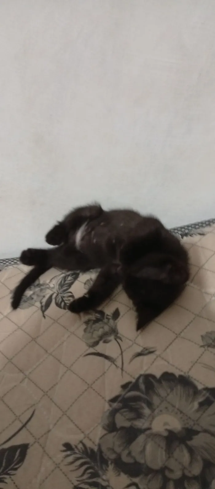 Gato raça SRD-ViraLata idade 2 a 6 meses nome Sem nome