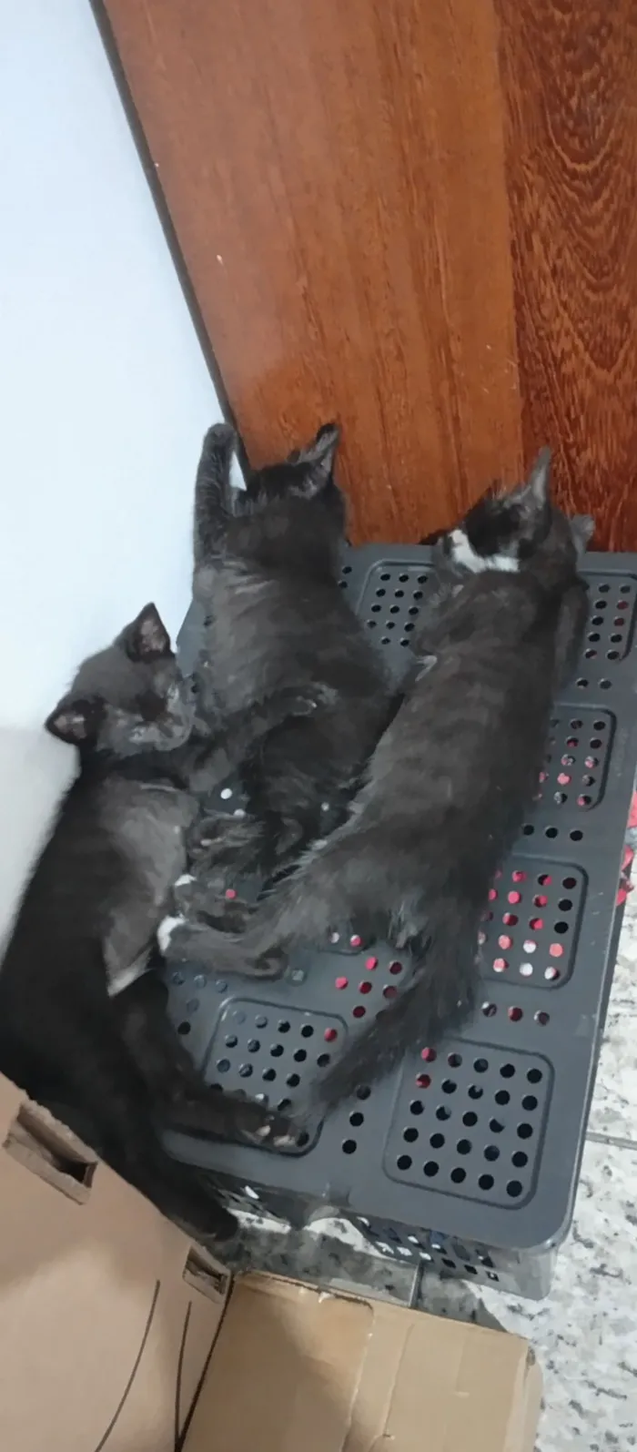 Gato raça SRD-ViraLata idade 2 a 6 meses nome Sem nome