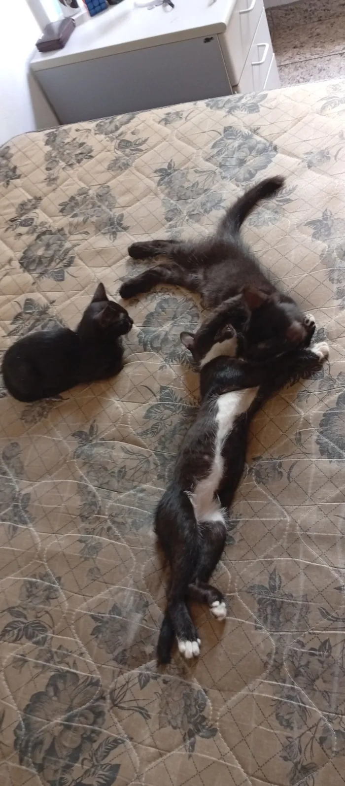 Gato raça SRD-ViraLata idade 2 a 6 meses nome Sem nome