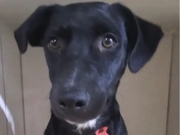 Cachorro raça SRD-ViraLata idade 2 a 6 meses nome Zulu 