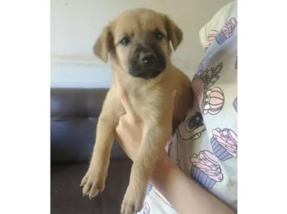 Cachorro raça SRD-ViraLata idade Abaixo de 2 meses nome Filhote 