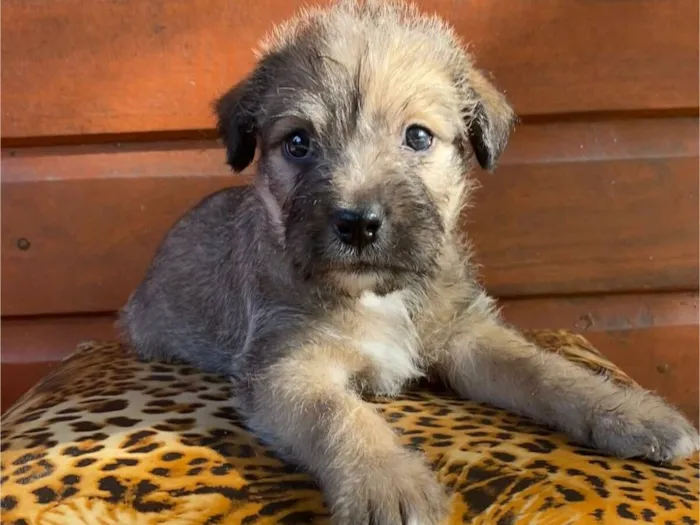 Cachorro raça SRD-ViraLata idade Abaixo de 2 meses nome Bob