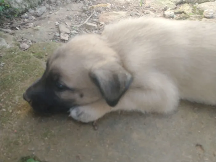 Cachorro raça SRD-ViraLata idade Abaixo de 2 meses nome Filhote 