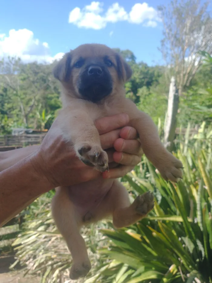 Cachorro raça SRD-ViraLata idade Abaixo de 2 meses nome Filhote 