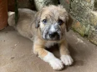 Cachorro raça SRD-ViraLata idade Abaixo de 2 meses nome Nico