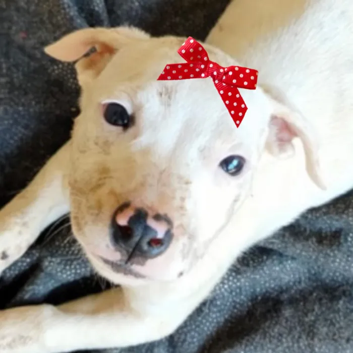 Cachorro raça SRD-ViraLata idade 2 a 6 meses nome Bia 