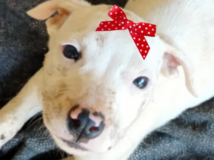 Cachorro raça SRD-ViraLata idade 2 a 6 meses nome Bia 