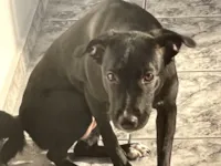Cachorro raça SRD-ViraLata idade 2 anos nome Bolota