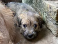 Cachorro raça SRD-ViraLata idade Abaixo de 2 meses nome Tuti