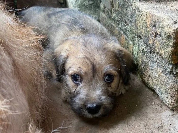 Cachorro raça SRD-ViraLata idade Abaixo de 2 meses nome Tuti