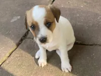 Cachorro raça SRD-ViraLata idade Abaixo de 2 meses nome Suzi