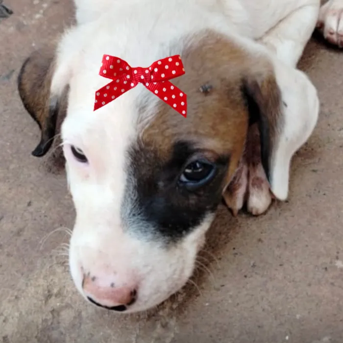 Cachorro raça SRD-ViraLata idade 2 a 6 meses nome Brenda 