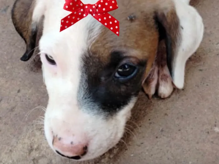 Cachorro raça SRD-ViraLata idade 2 a 6 meses nome Brenda 