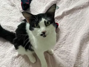 Gato raça SRD-ViraLata idade 4 anos nome Fatinho 