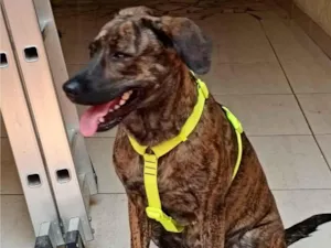 Cachorro raça SRD-ViraLata idade 1 ano nome Ursa