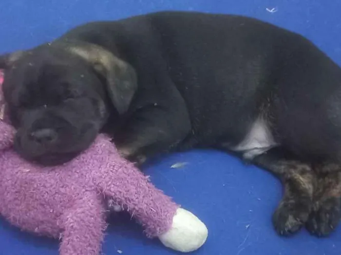 Cachorro raça SRD-ViraLata idade 2 a 6 meses nome Gute