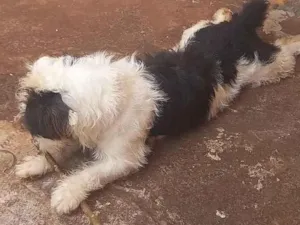 Cachorro raça SRD-ViraLata idade 3 anos nome Layla