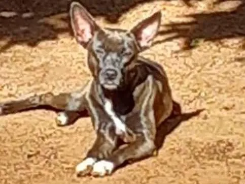 Cachorro raça SRD-ViraLata idade 4 anos nome Lolly