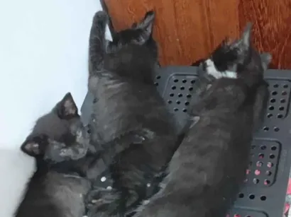 Gato raça SRD-ViraLata idade 2 a 6 meses nome Sem nome