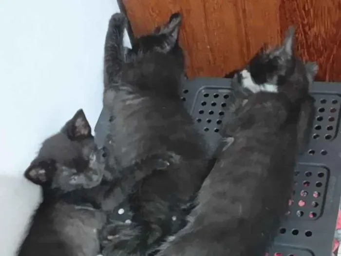 Gato raça SRD-ViraLata idade 2 a 6 meses nome Sem nome