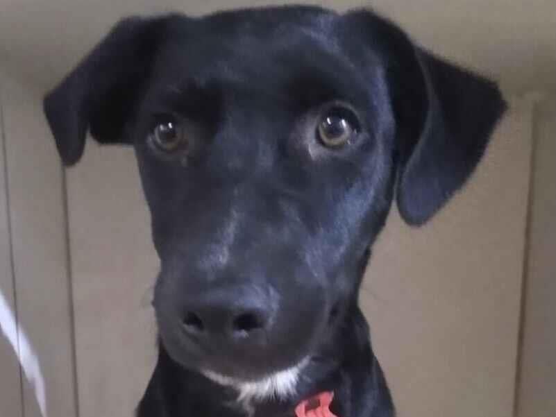 Cachorro raça SRD-ViraLata idade 2 a 6 meses nome Zulu 