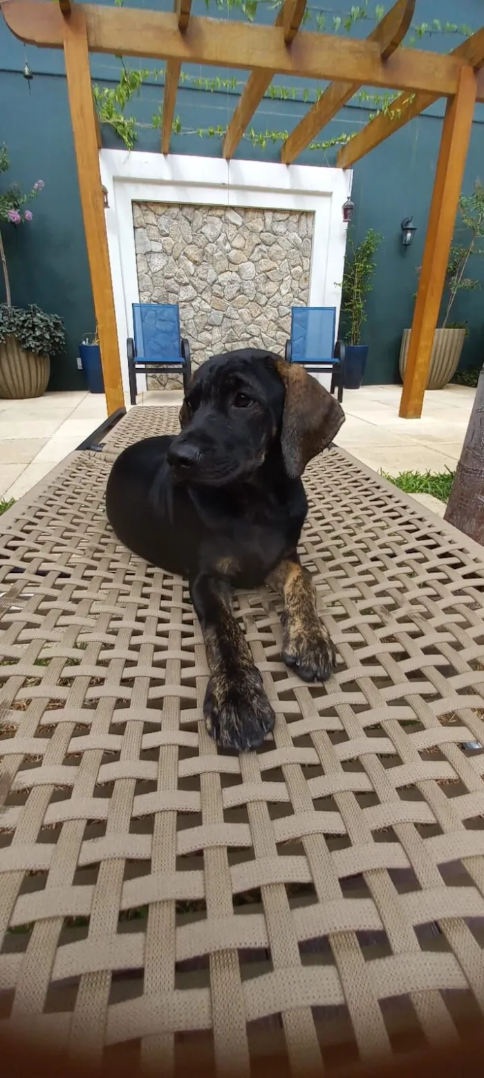 Cachorro raça SRD-ViraLata idade 2 a 6 meses nome Gute