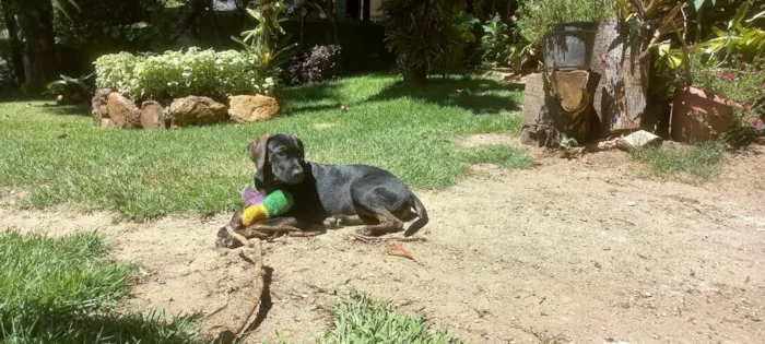Cachorro raça SRD-ViraLata idade 2 a 6 meses nome Gute