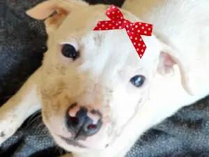 Cachorro raça SRD-ViraLata idade 2 a 6 meses nome Bia 