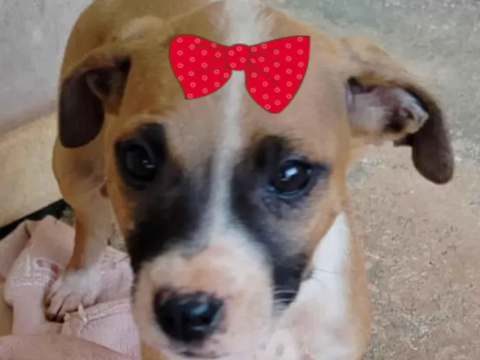 Cachorro raça Shitzu idade 2 a 6 meses nome Belinha 