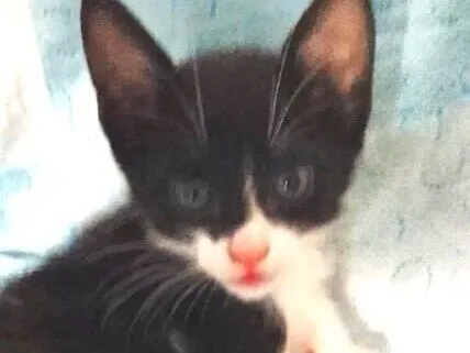 Gato raça SRD-ViraLata idade 2 a 6 meses nome Tom 