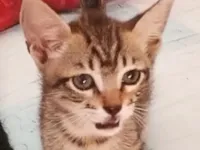 Gato raça SRD-ViraLata idade 2 a 6 meses nome Tico 