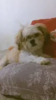 Cachorro raça Shitzu idade 2 anos nome Buck